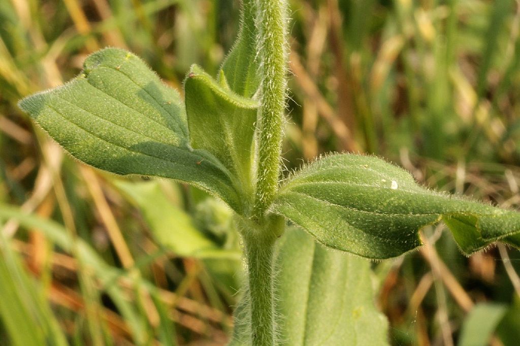 Silene latifolia?